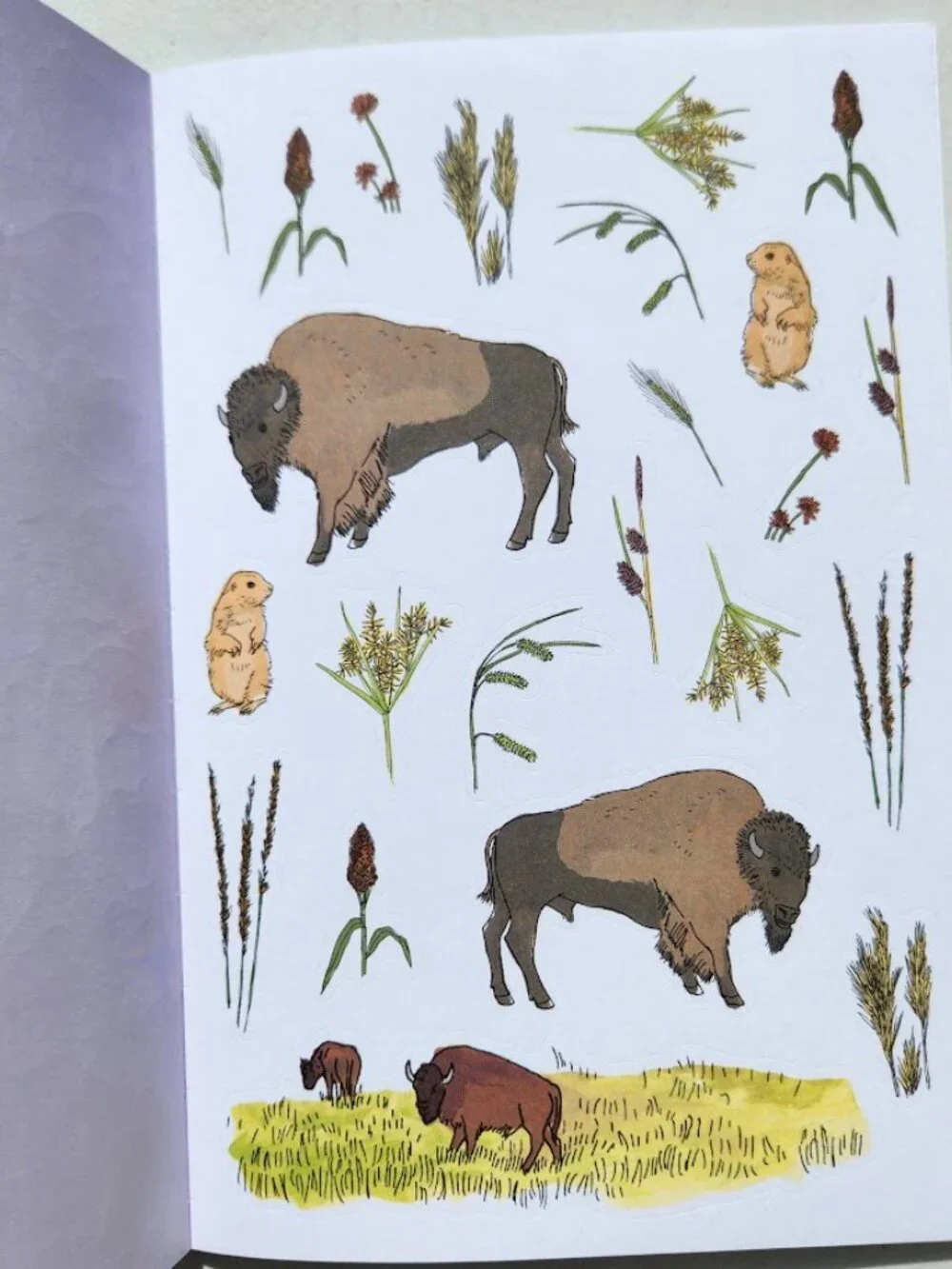 Nature Anatomy Sticker Book Julia Rothman 750 Stickers birds, feathers, wildflow